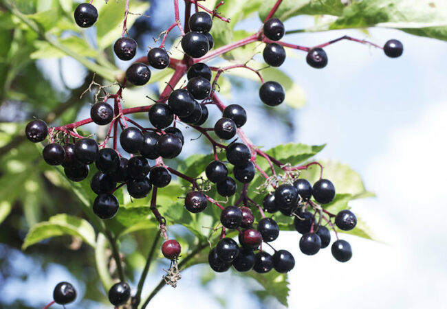 Eldberberry-Berries-Therapeutic-Benefits-of-Elderberry
