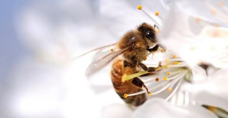 Image-of-Bee-Therapeutic-Benefits-of-Bee-Venom