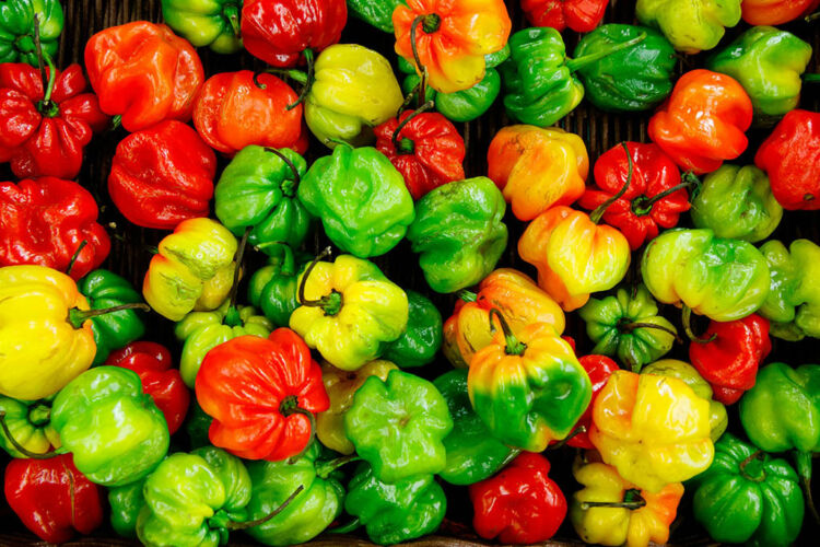 Red-Yellow-Green-Hot-Peppers-Capsicum-Benefits