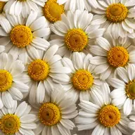 White daisies with yellow centres closely arranged.