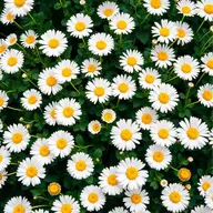 White daisies with yellow centres in a dense cluster.
