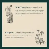 Wild Yam and Marigold text with botanical illustrations on a beige background.