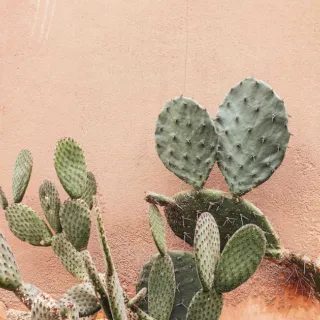 Cactus with heart-shaped pads against a textured pink wall.