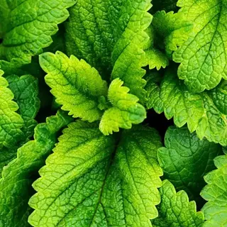Close-up of fresh green mint leaves with detailed texture.