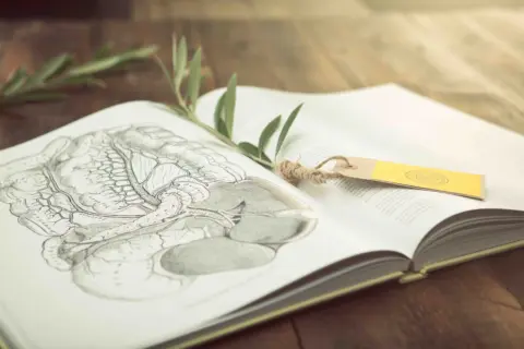 Open book with anatomical drawing, olive branch, and yellow bookmark on wooden table.