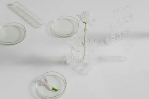 Glass petri dishes and test tubes with white flowers on a white surface.