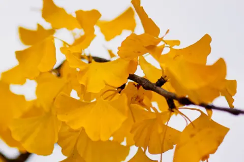 Yellow ginkgo leaves on a branch against a pale sky.
