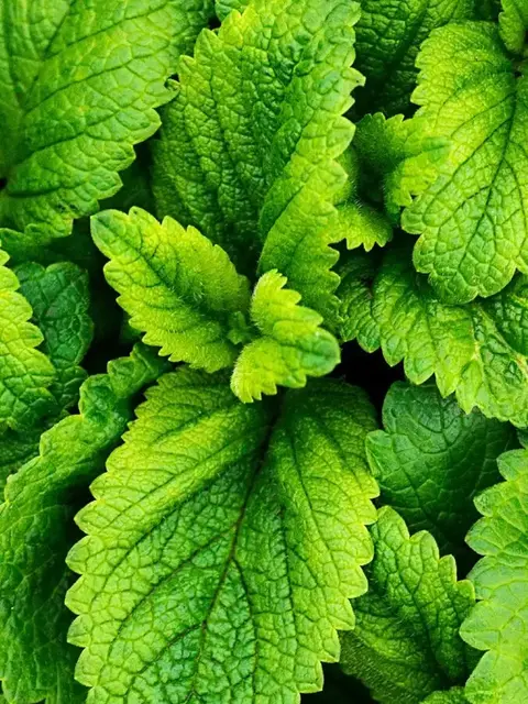 Close-up of fresh green mint leaves with detailed texture.