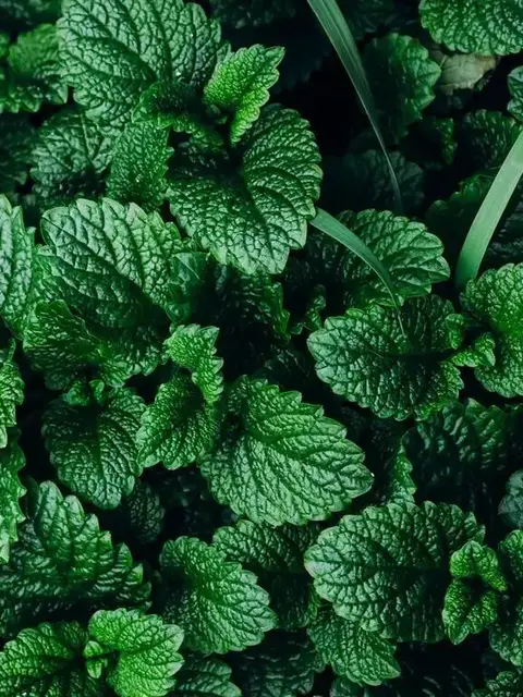 Close-up of lush green mint leaves with textured surfaces.