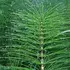 Close-up of a green horsetail plant with water droplets on its thin leaves.