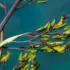 Close-up of green and yellow plant buds on a branch against a blue background.