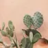 Cactus with heart-shaped pads against a textured pink wall.