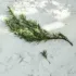 Sprig of rosemary on a white marble surface with soft shadows.