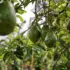 Avocados hanging from a tree branch with green leaves.