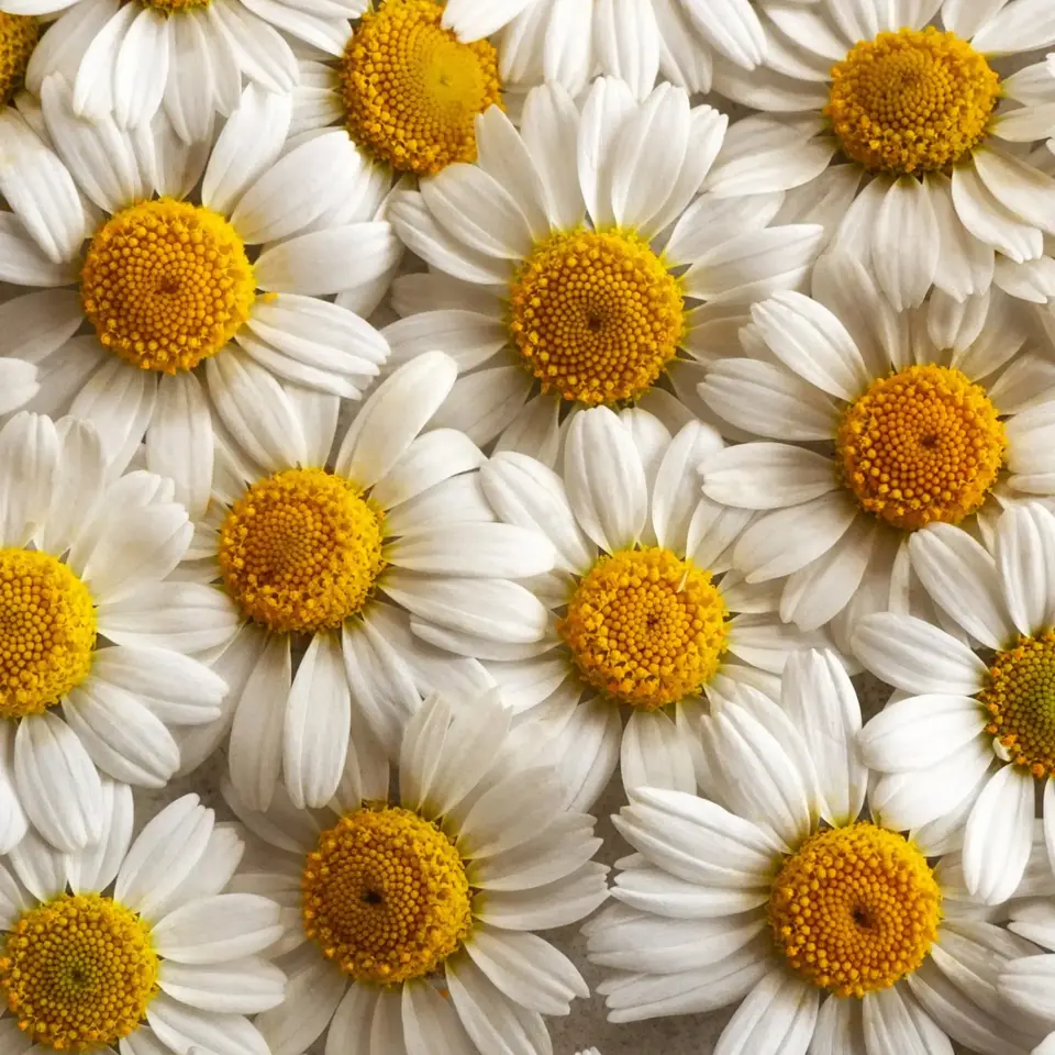 White daisies with yellow centres closely arranged.