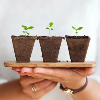 Three small seedlings in biodegradable pots on a wooden tray held by hands.