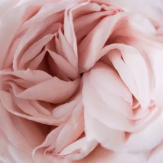 Close-up of a pale pink rose with layered petals.