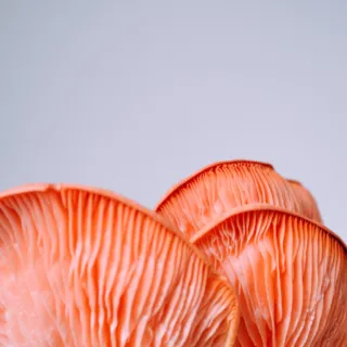 Pink oyster mushrooms with delicate gills against a plain background.