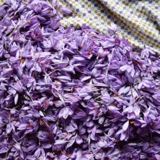 Purple saffron flowers on a patterned fabric background.