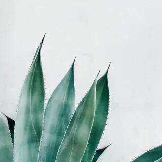 Green agave plant leaves against a white background.