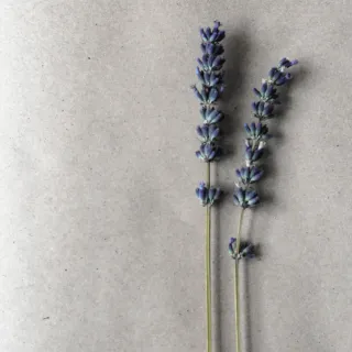 Two sprigs of lavender on a grey background.