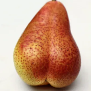 Red and yellow pear with speckled skin on a white background.
