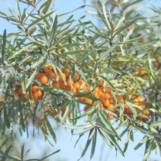 Sea buckthorn branches with orange berries against a clear sky.
