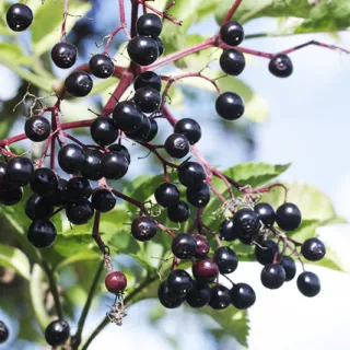 Elderberries on a branch with green leaves against a blue sky.