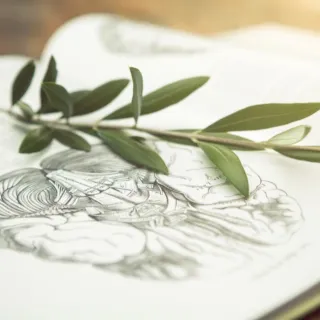 Open book with botanical illustration and green branch on top.