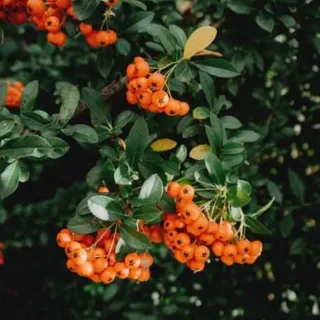 Orange berries on a branch with green leaves.