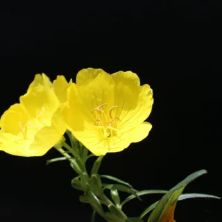 Yellow evening primrose flowers against a black background.