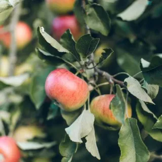 Red and green apples hanging on a tree branch with green leaves.