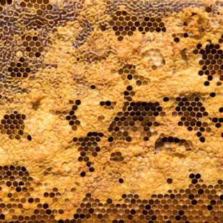 Close-up of a honeycomb with hexagonal cells filled with honey and pollen.