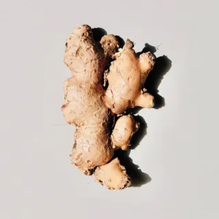 Fresh ginger root on a light grey background.