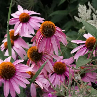 Pink echinacea flowers with orange centres in a garden setting.