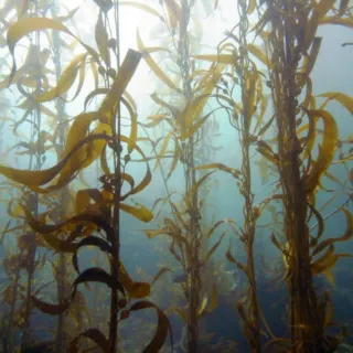Underwater view of tall, flowing kelp plants in a blue ocean setting.