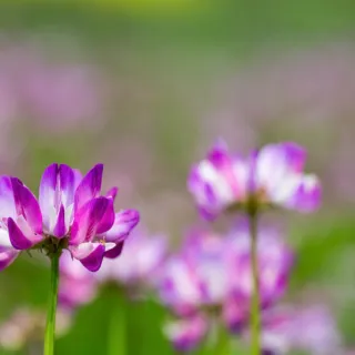Purple and white flowers in a green field.