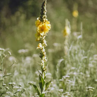 Tall yellow mullein flower in a meadow with blurred greenery in the background.
