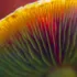 Close-up of vibrant mushroom gills with orange and green hues.