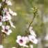 White and pink flowers on a branch with blurred green background.
