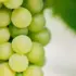 Green grapes on a vine with blurred leaves in the background.