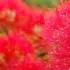 Bright red bottlebrush flowers with green foliage in the background.