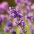 Purple lavender flowers in a sunny garden setting.