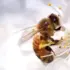 Bee collecting pollen from a white flower.