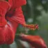 Red hibiscus flower with detailed petals and stamen, set against a blurred green background.