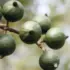 Green macadamia nuts growing on a tree branch.