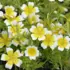 Yellow and white meadowfoam flowers with green foliage.