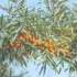 Sea buckthorn branches with orange berries against a clear sky.