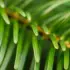 Close-up of green pine needles on a branch.
