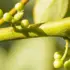 Green plant stem with small round buds in sunlight.